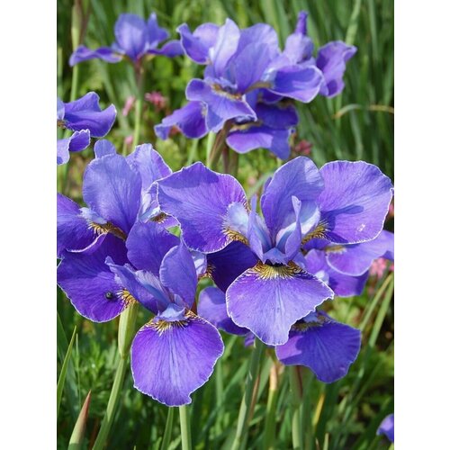 Семена Ирис сибирский (Iris sibirica), 15 штук фото, описание