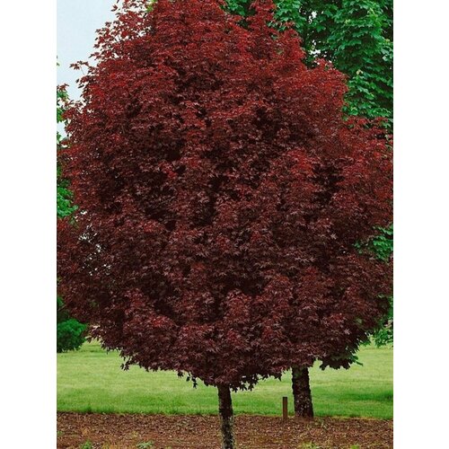 Семена Клён остролистный Crimson King (Acer platanoides), 10 штук фото, описание