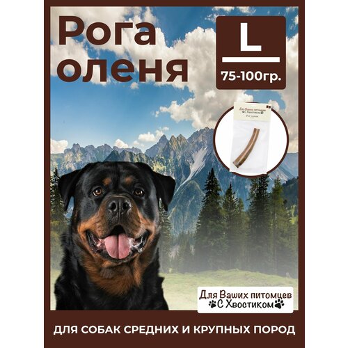 Рог северного оленя L (75-100г) 