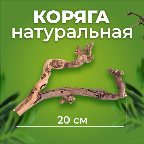 Коряга Виноградная лоза темная 20 см фото, описание