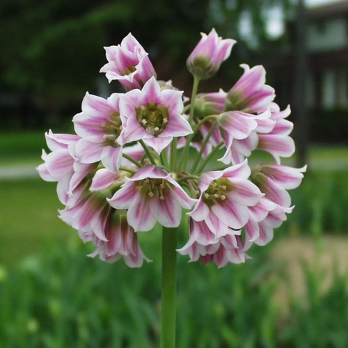 Аллиум NECTAROSCORDUM SICULUM (5 луковиц) фото, описание