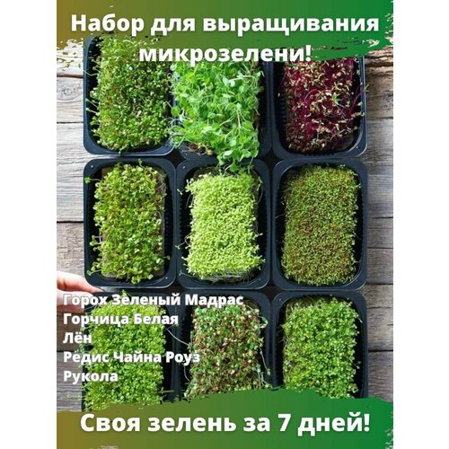 Набор для выращивания микрозелени Green Seeds фото, описание