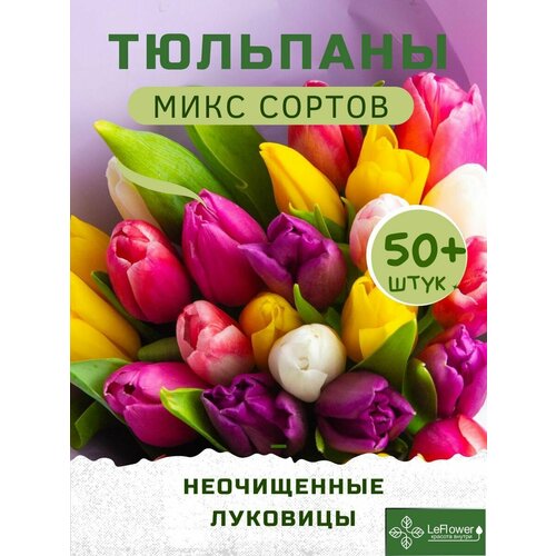 Тюльпан Луковицы неочищенные, Микс сортов, 50шт+ (LeFlower) фото, описание