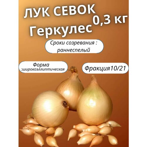 Лук севок Геркулес 0.3кг фото, описание