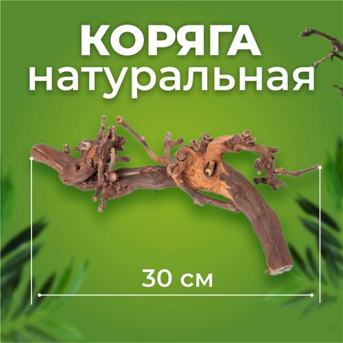 Коряга Виноградная лоза темная 30 см фото, описание