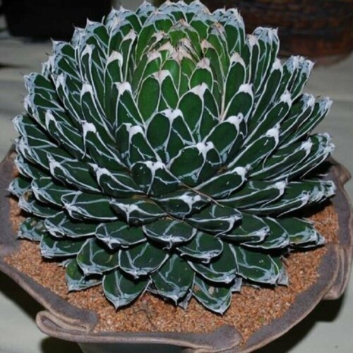 Агава Королевы Виктории компактная, Agave Victoriae Reginae compact, семена фото, описание