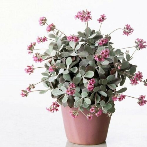 Каланхоэ Пумила, Kalanchoe Pumila, карликовое, семена фото, описание