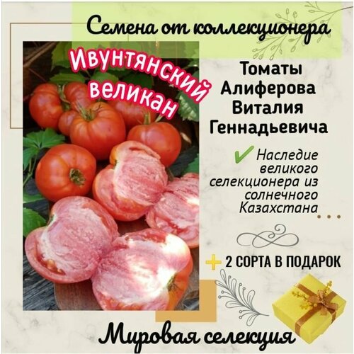 Томаты Виталия Алиферова, сорт 