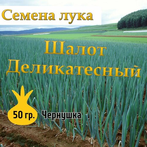 Семена лука чернушка Шалот Деликатесный,50гр фото, описание