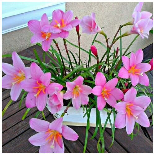 Зефирантес Карината, Zephyranthes Carinata, розовый, семена фото, описание