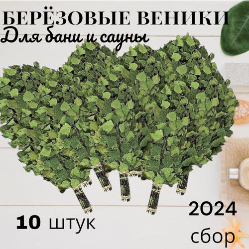 Набор березовых веников для бани и сауны, 10 штук, новый урожай, 2024 год фото, описание