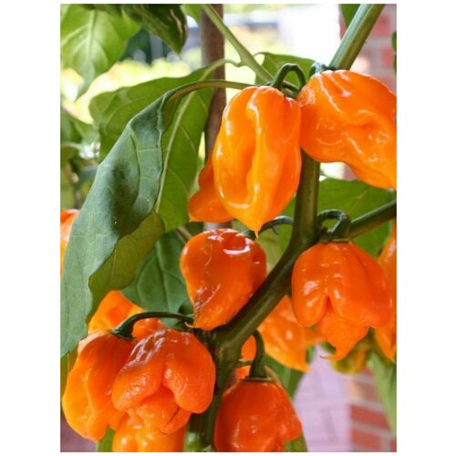 Семена Острый перец Trinidad Scorpion orange, 5 штук фото, описание