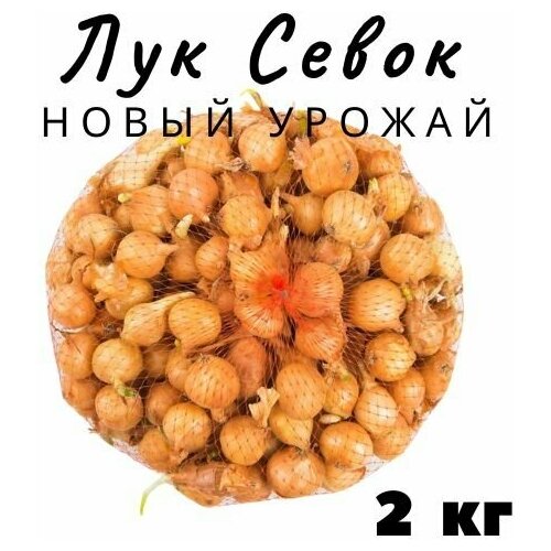 Лук Севок 2 кг фото, описание