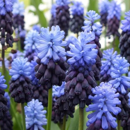 Мускари Latifolium(10 луковиц) фото, описание