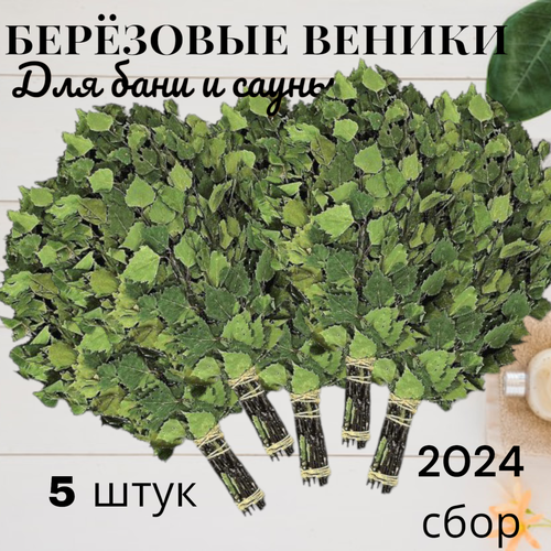 Набор веников для бани и сауны, березовые, 5 штук, новый урожай, 2024 год фото, описание