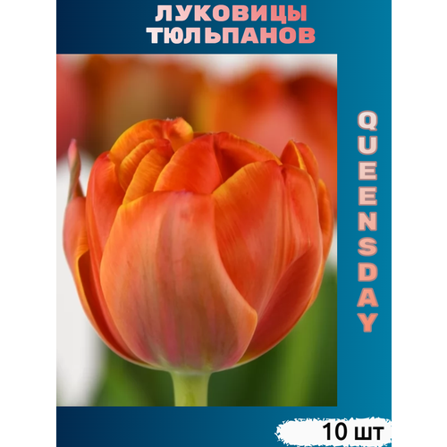 Луковицы тюльпана Queensday (10 шт) фото, описание