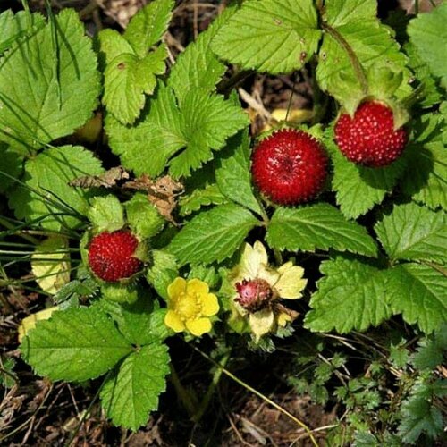 фото Семена Орешка Дюшения (дюшенея, земляника ложная, лапчатка индийская) 20 шт., купить онлайн за 300 рубл.