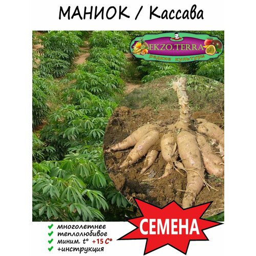 фото Семена Маниока (Кассава) 1 шт., купить онлайн за 240 рубл.