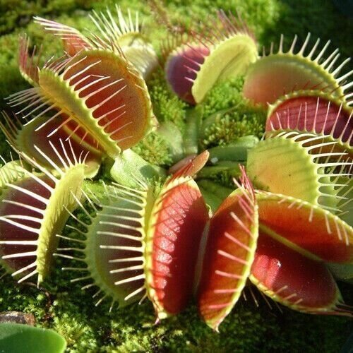 Венерина Мухоловка Семена 3шт, хищное растение (Dionaea muscipula) фото, описание