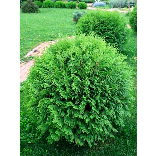 Семена Туя западная Вудварди (Thuja occidentalis Woodwardii), 30 штук фото, описание