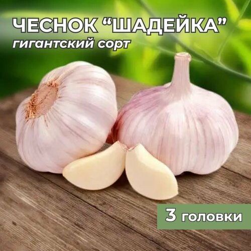 Гигантский чеснок 