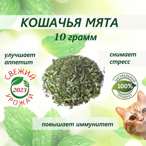 Кошачья мята лакомство для кошек 10 грамм. Котовник сушенный. Для приучения к месту, коррекции поведения, успокоительное. фото, описание