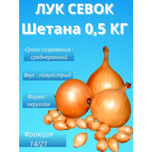 Лук севок Шетана 0,5 кг фото, описание