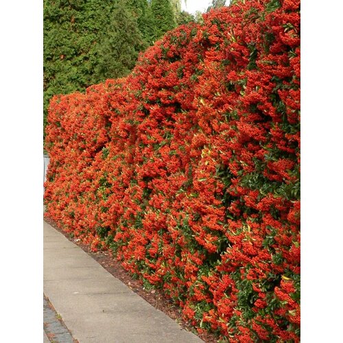 Семена Пираканта шарлаховая красная (Pyracantha coccinea), 15 штук фото, описание