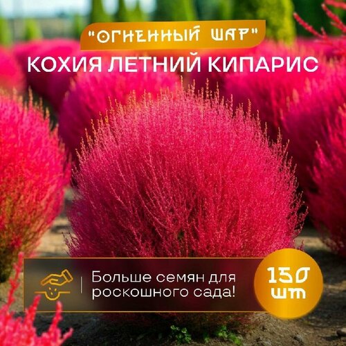 Кохия летний кипарис пламя огненный шар 150 шт. семян сертифицированные фото, описание