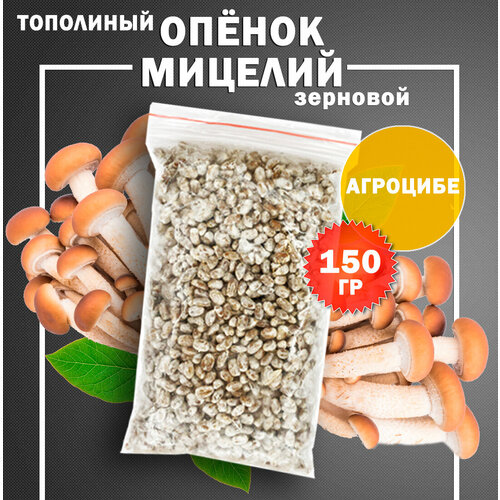 Мицелий опёнка тополиного (агроцибе) зерновой - 150 гр фото, описание