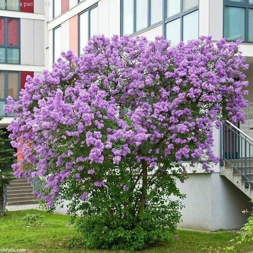 Сирень китайская Суджена (1 саженец в горшке 15-20 см). Belgium Plants Van. (Бельгия) фото, описание