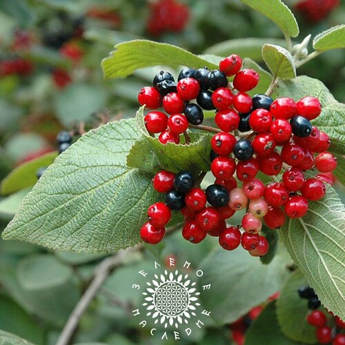 Семена Калина Гордовина (лат. Viburnum lantana) 25 шт от Green Legacy фото, описание