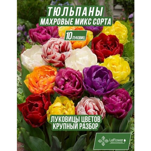 Луковичные цветы тюльпан крупные махровые, 10шт (LeFlower) фото, описание