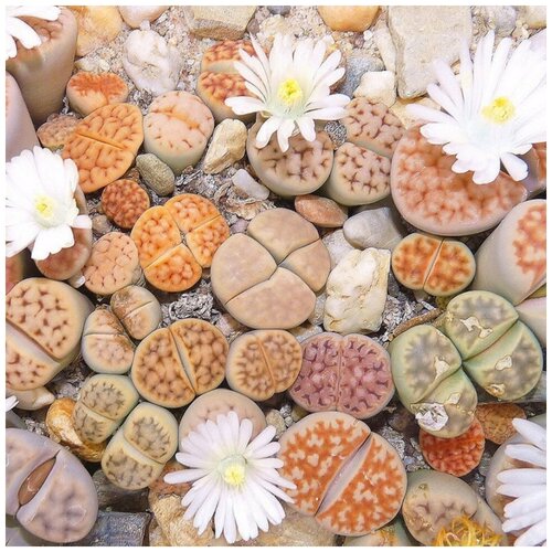 Семена Орешка Суккулент Литопс Lithops Karasmontana mix 10 шт. фото, описание