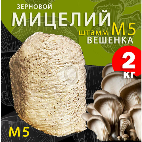 Мицелий вешенки зерновой, семена грибов (штамм М5) - 2 кг фото, описание