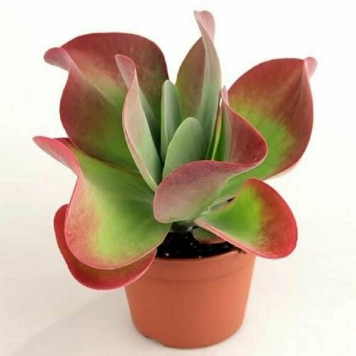 Каланхоэ метельчатоцветковое, Kalanchoe Thyrsiflora, семена фото, описание