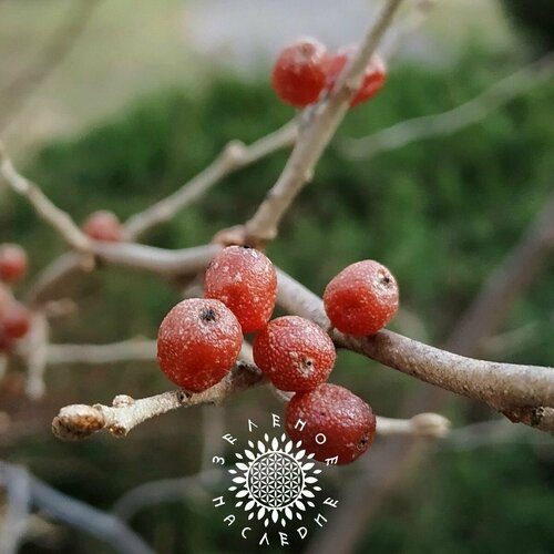 Семена Шефердия - Буйволиная ягода - Мыльная ягода (лат. Shepherdia canadensis) 15 шт фото, описание