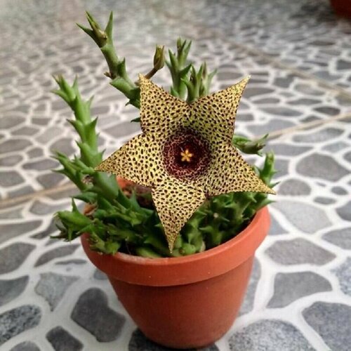 Стапелия пестрая, Stapelia Variegata, Orbea, вариегатная, суккуленты, семена фото, описание