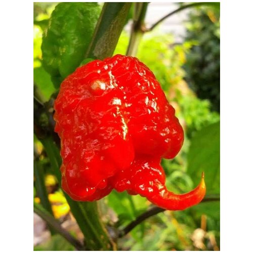 фото Семена Острый перец Carolina Reaper red, 5 штук, купить онлайн за 450 рубл.