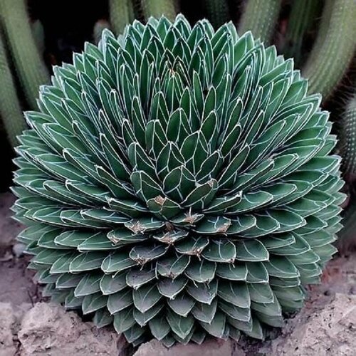 Агава Королевы Виктории, Agave Victoriae Reginae, семена фото, описание