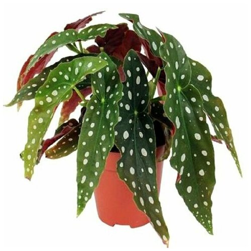 Бегония Макулата, Begonia Maculata, Пятнистая, семена фото, описание