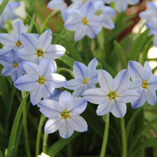 Ipheion Uniflorum Rolf(10 луковиц) фото, описание