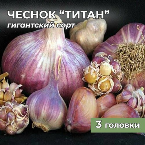 Гигантский чеснок Титан на посадку 3 головки фото, описание