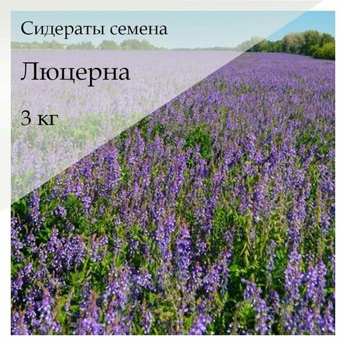 Сидераты трава люцерна семена 3 кг фото, описание