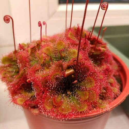 Семена Мухоловка Росянка, Drosera Tokaiensis 10+ шт, хищное растение, поедающее мух фото, описание