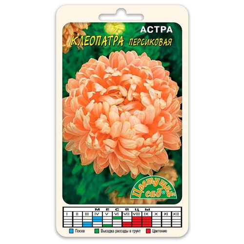 фото Цветы Астра Клеопатра Персиковая (Семена Цветущий сад 0,2 г), купить онлайн за 48 рубл.