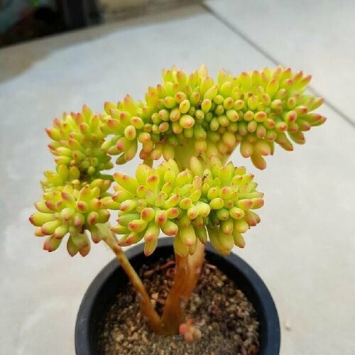 Седум Коринефиллум, Sedum Corunephyllum, семена фото, описание