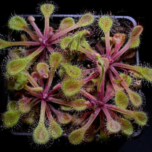 Семена Мухоловка Росянка, Drosera Collinsiae Usutu River 10+ шт, хищное растение, поедающее мух фото, описание