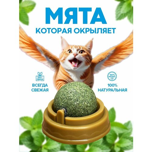 Кошачья мята шарик игрушка лакомство фото, описание