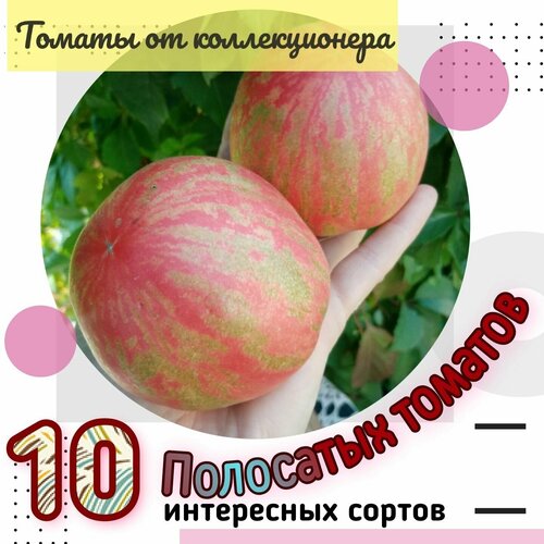 Семена томатов, набор 10 сортов, томаты полосатой окраски фото, описание